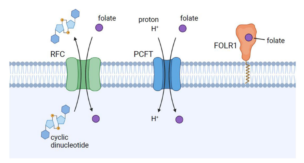 The folate receptor FOLR1