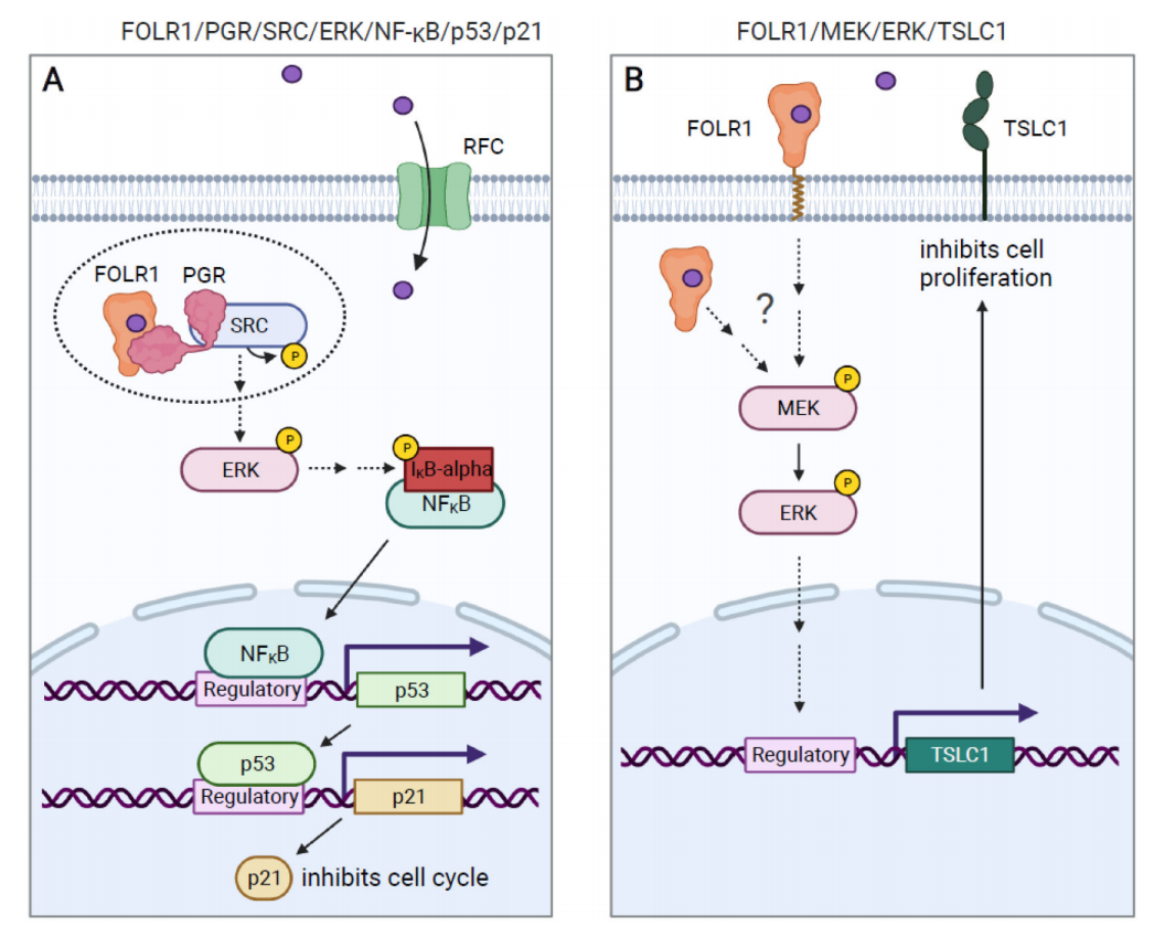 The folate receptor FOLR1