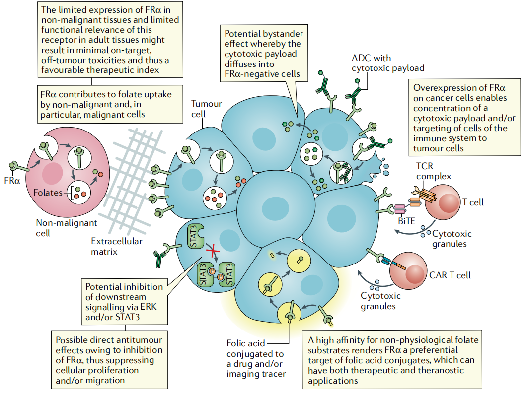 The folate receptor FOLR1