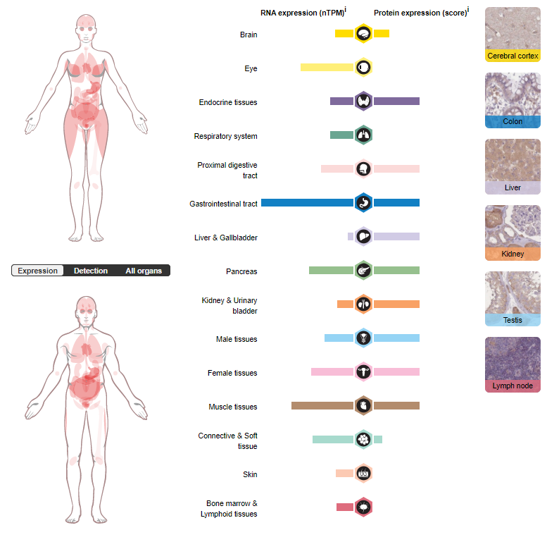The glucose regulatory receptor GIPR