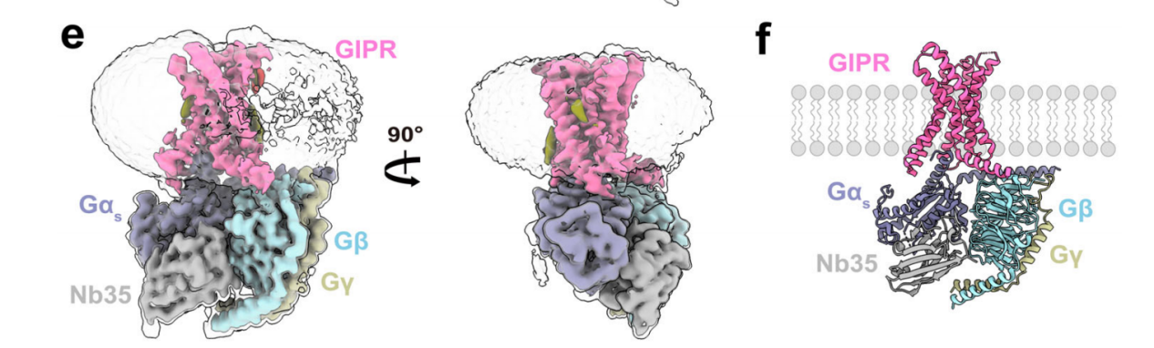 The glucose regulatory receptor GIPR