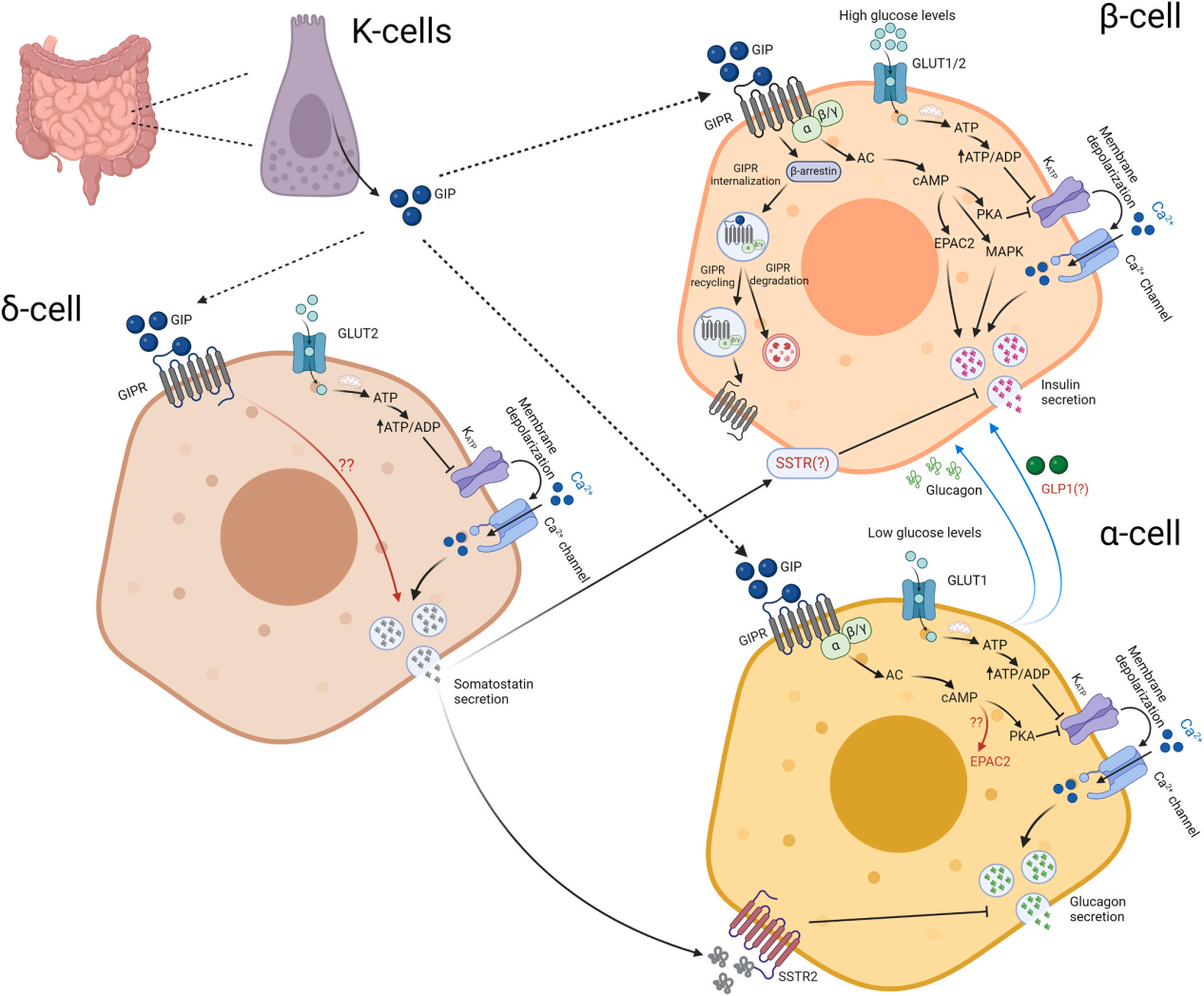 The glucose regulatory receptor GIPR