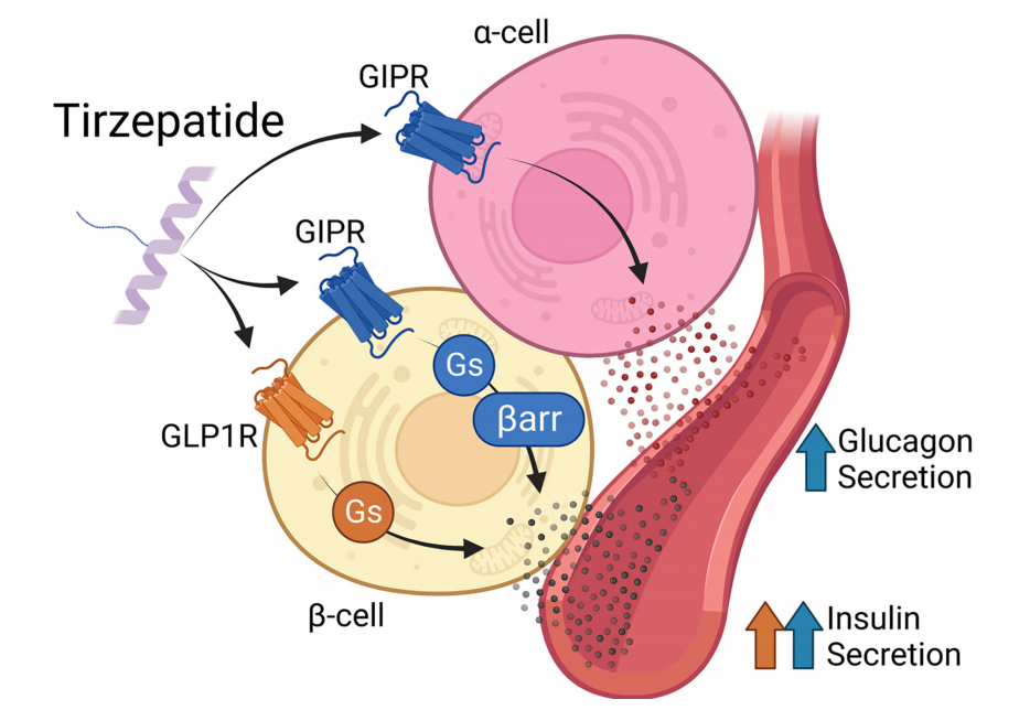 The glucose regulatory receptor GIPR