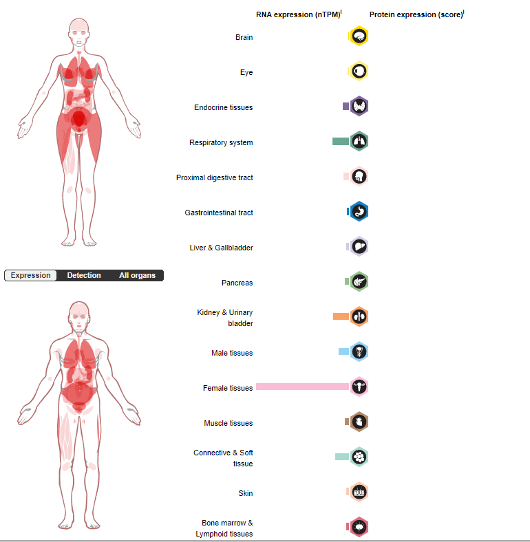 The hepatocellular carcinoma marker GPC3