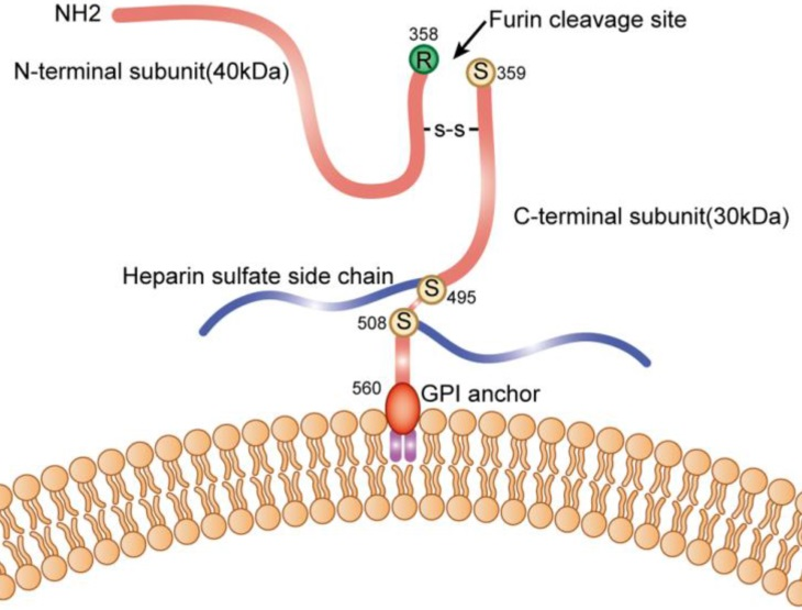 The hepatocellular carcinoma marker GPC3