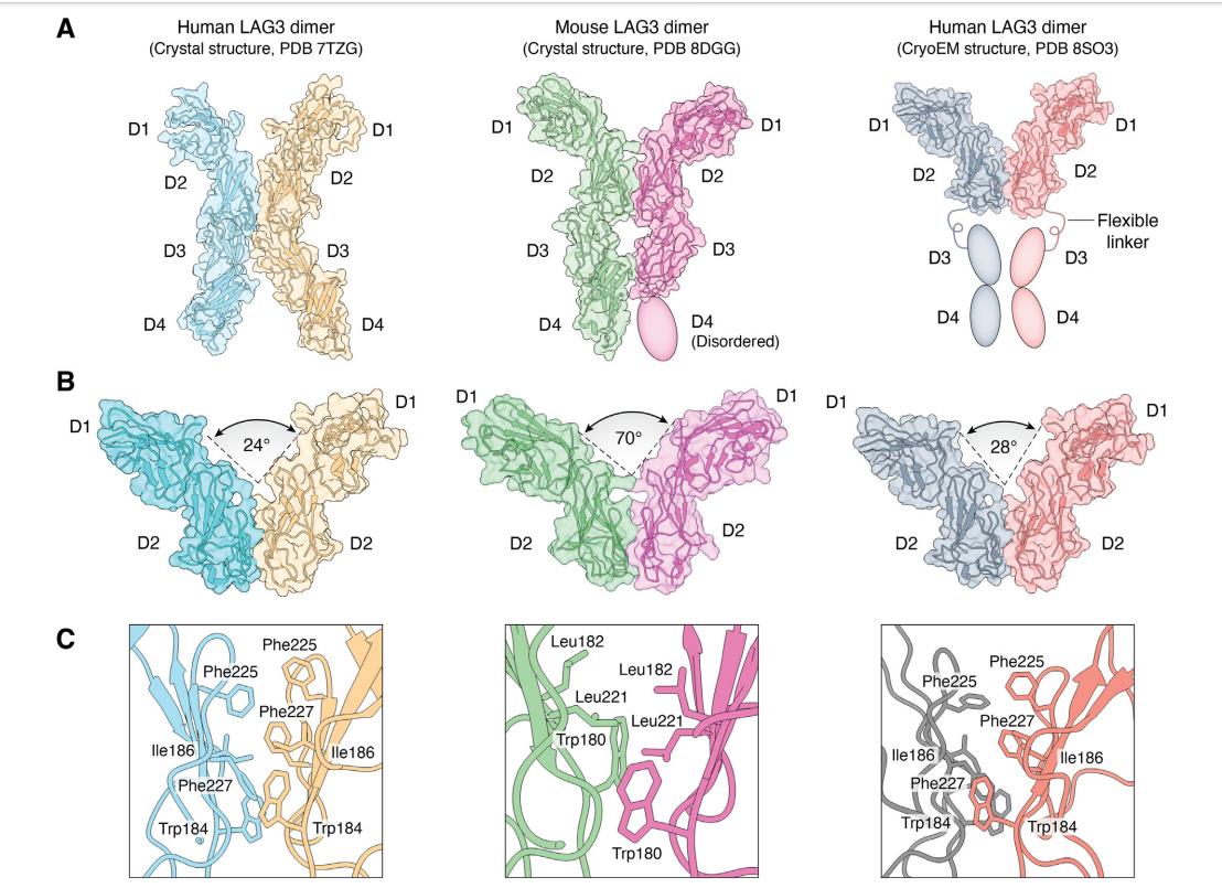 The immune checkpoint LAG-3