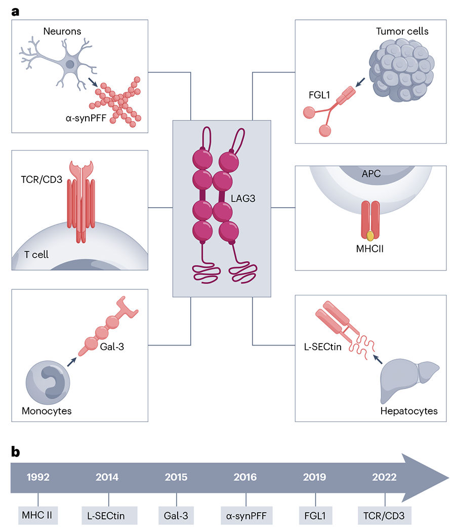 The immune checkpoint LAG-3