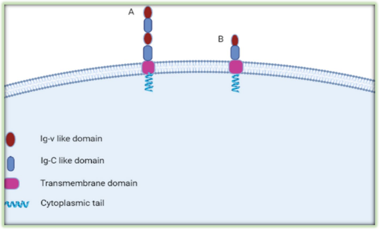 The immune checkpoint molecule B7H3