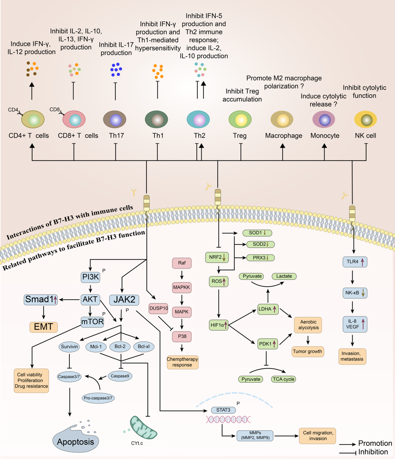 The immune checkpoint molecule B7H3