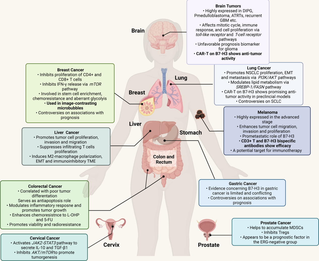 The immune checkpoint molecule B7H3