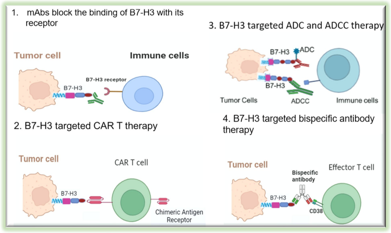 The immune checkpoint molecule B7H3