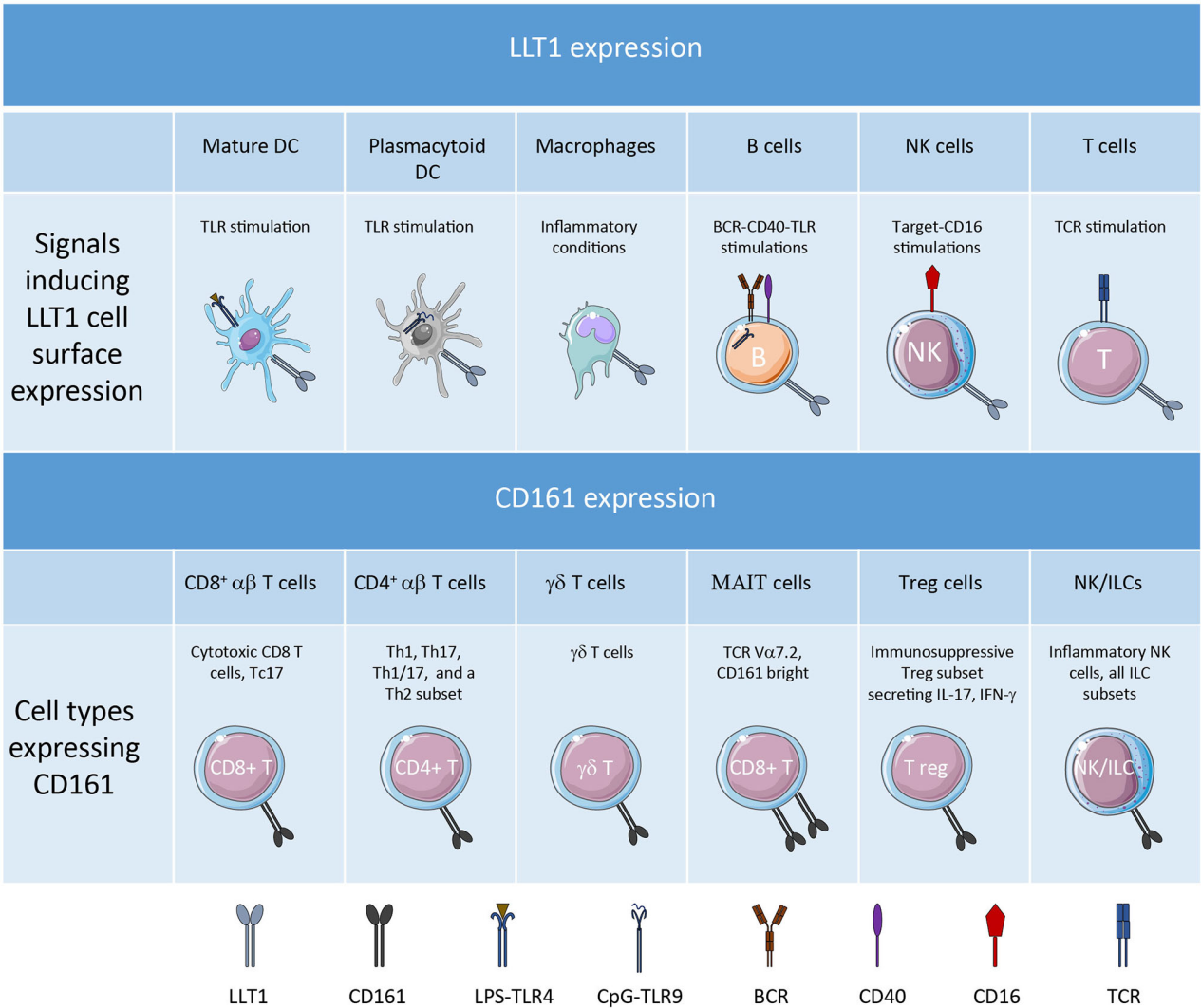 The immune regulatory lectin KLRB1