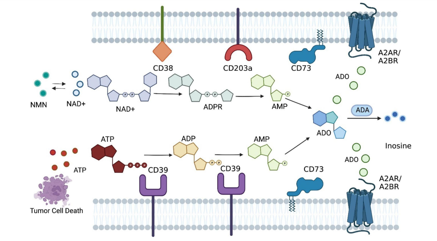The immunosuppressive enzyme CD39