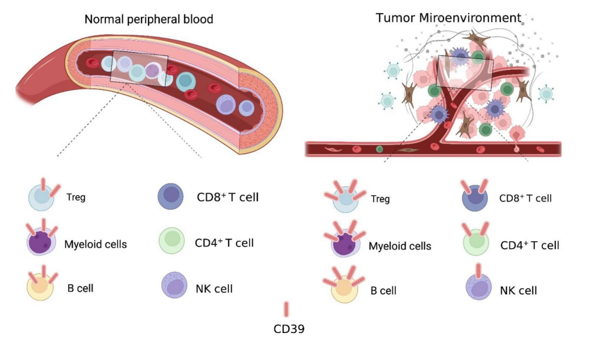 The immunosuppressive enzyme CD39