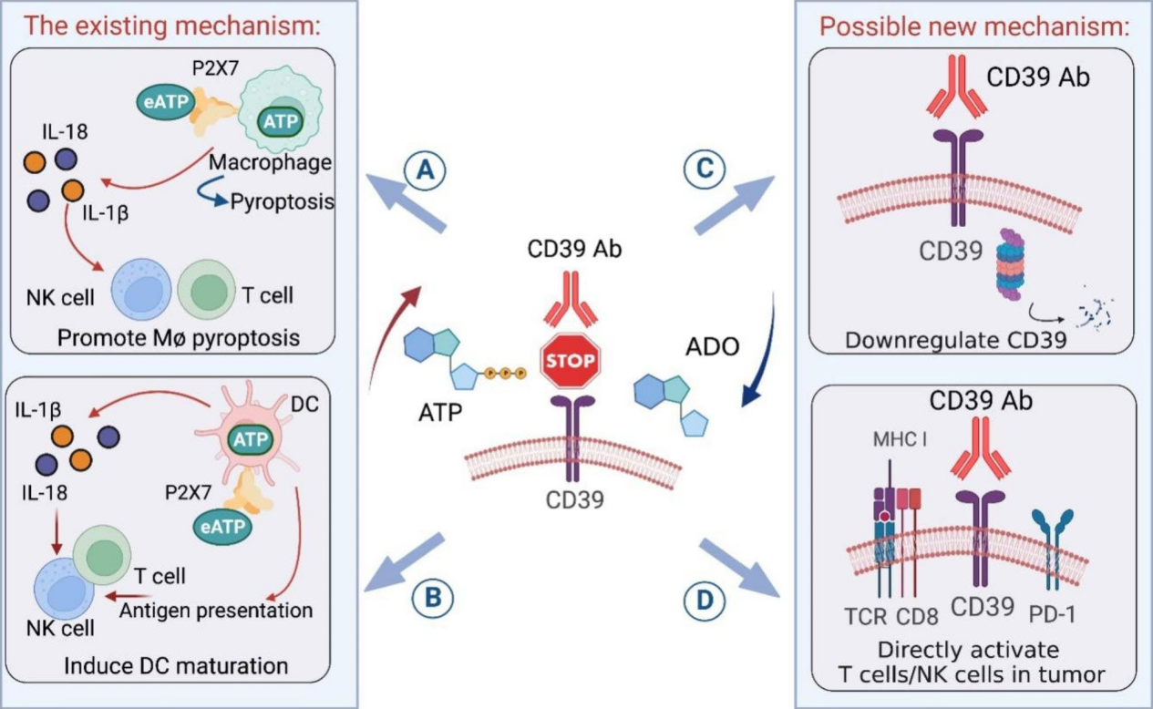 The immunosuppressive enzyme CD39