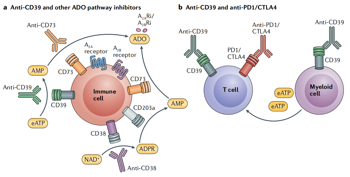 The immunosuppressive enzyme CD39