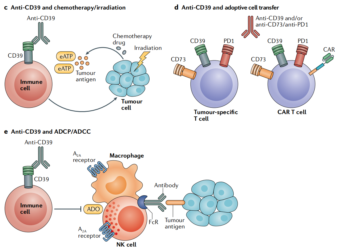 The immunosuppressive enzyme CD39