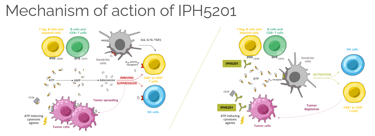The immunosuppressive enzyme CD39