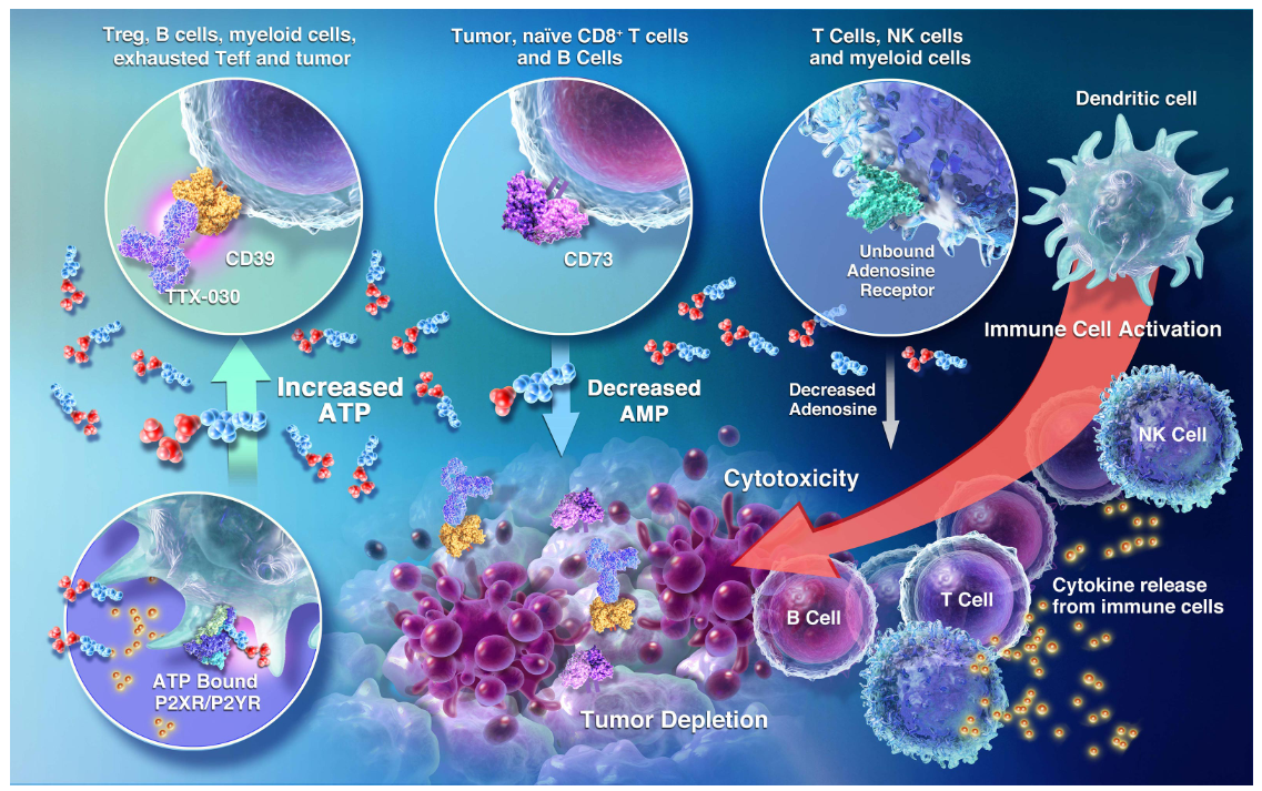 The immunosuppressive enzyme CD39