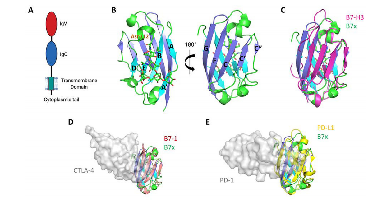 The immunosuppressive molecule B7H4