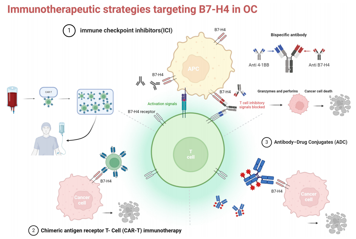 The immunosuppressive molecule B7H4