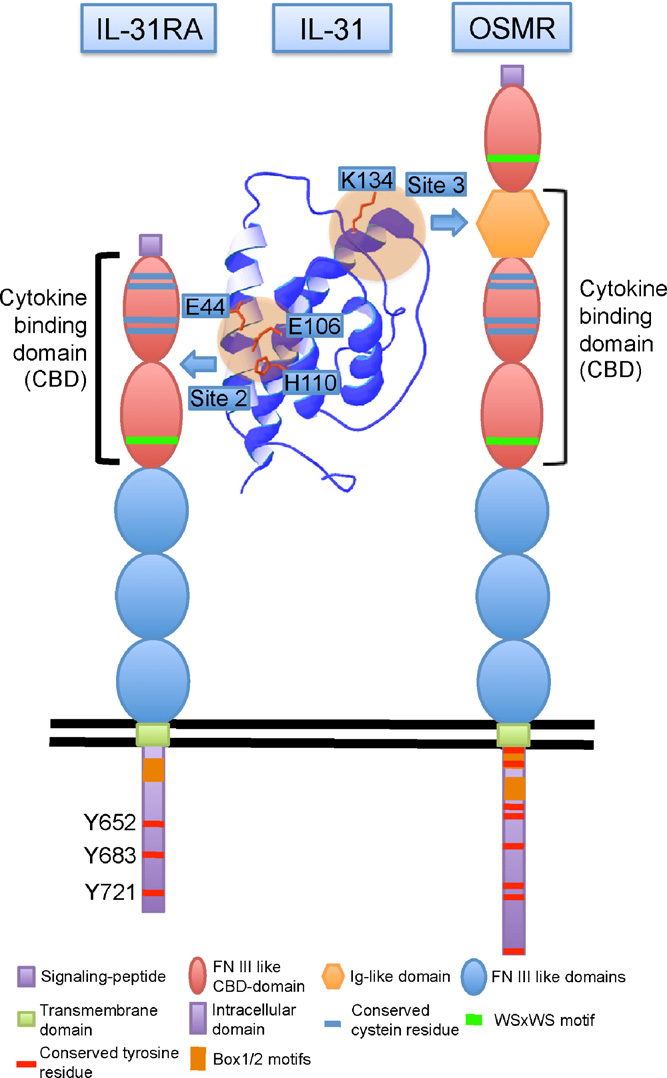 The inflammatory itch cytokine IL-31