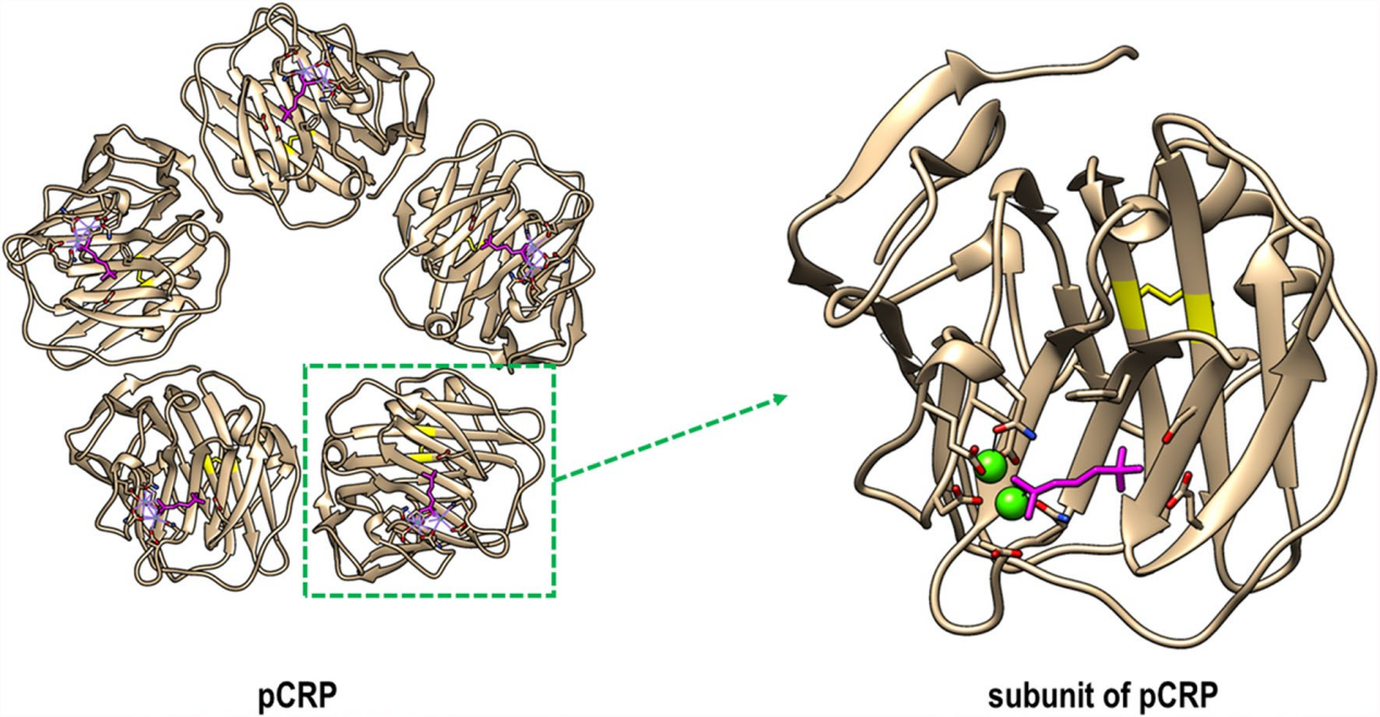 The inflammatory marker CRP