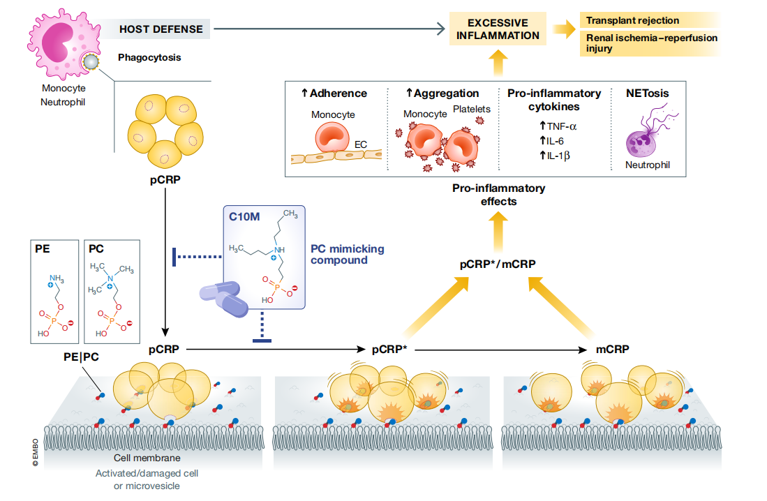 The inflammatory marker CRP