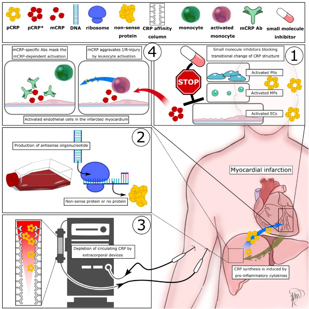 The inflammatory marker CRP