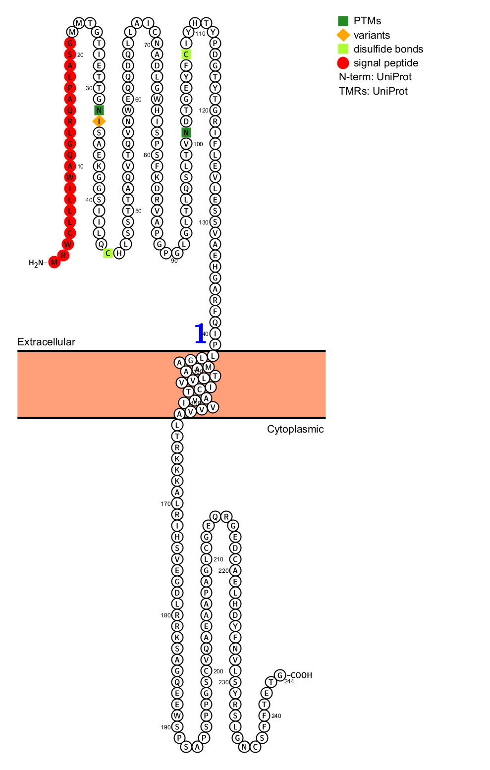 The inhibitory receptor TIGIT