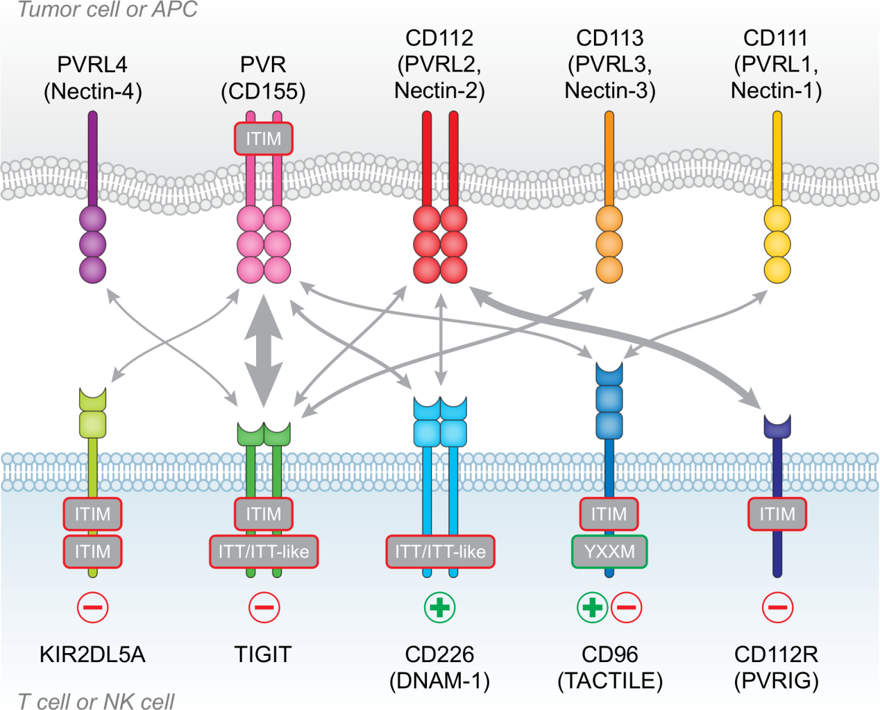 The inhibitory receptor TIGIT