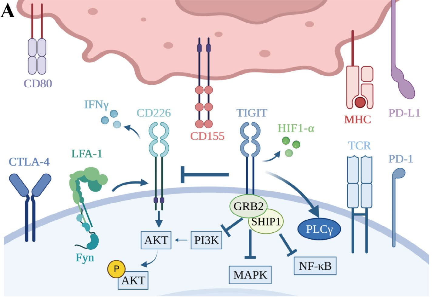 The inhibitory receptor TIGIT