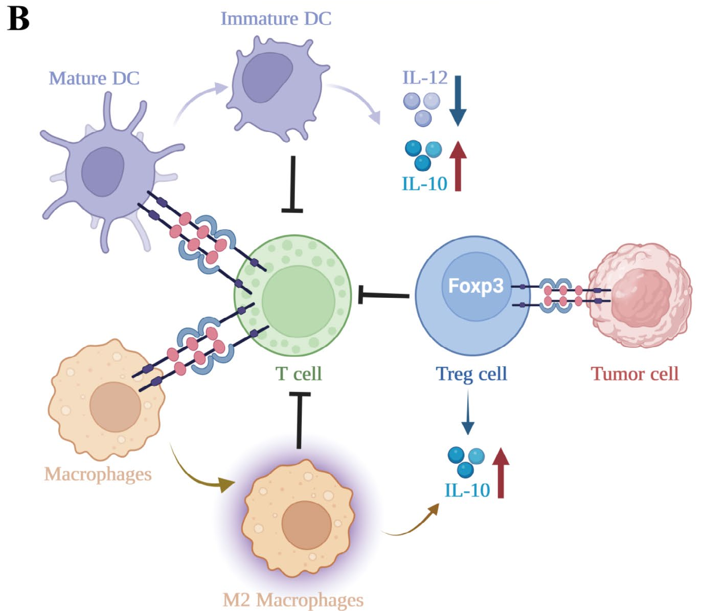 The inhibitory receptor TIGIT