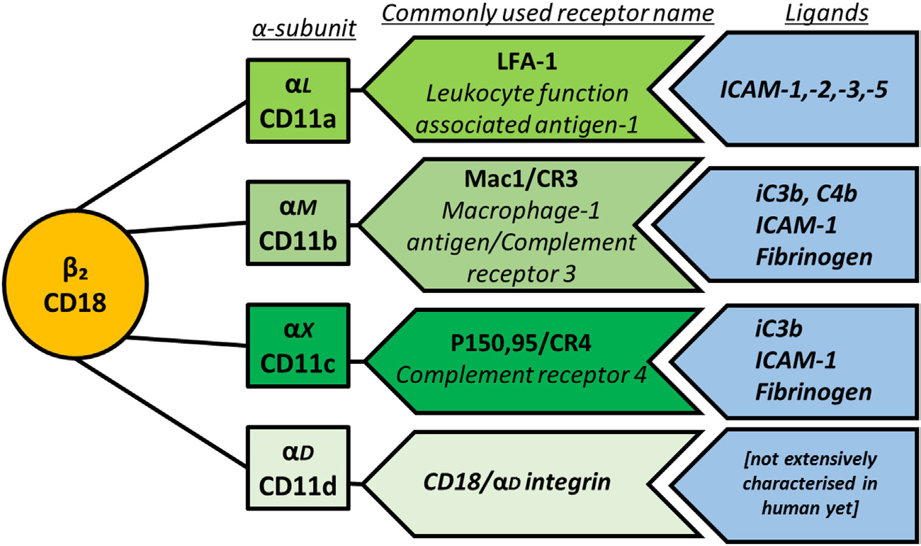 The integrin family molecule CD11