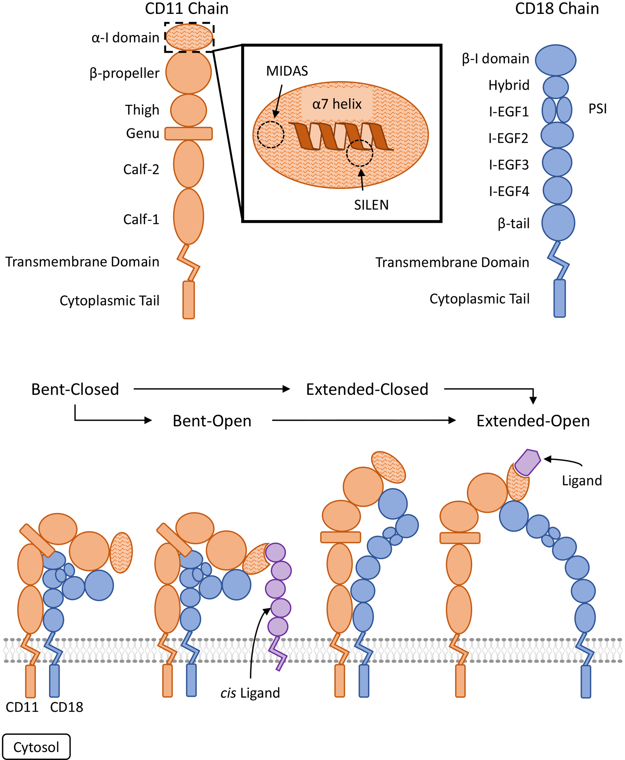 The integrin family molecule CD11