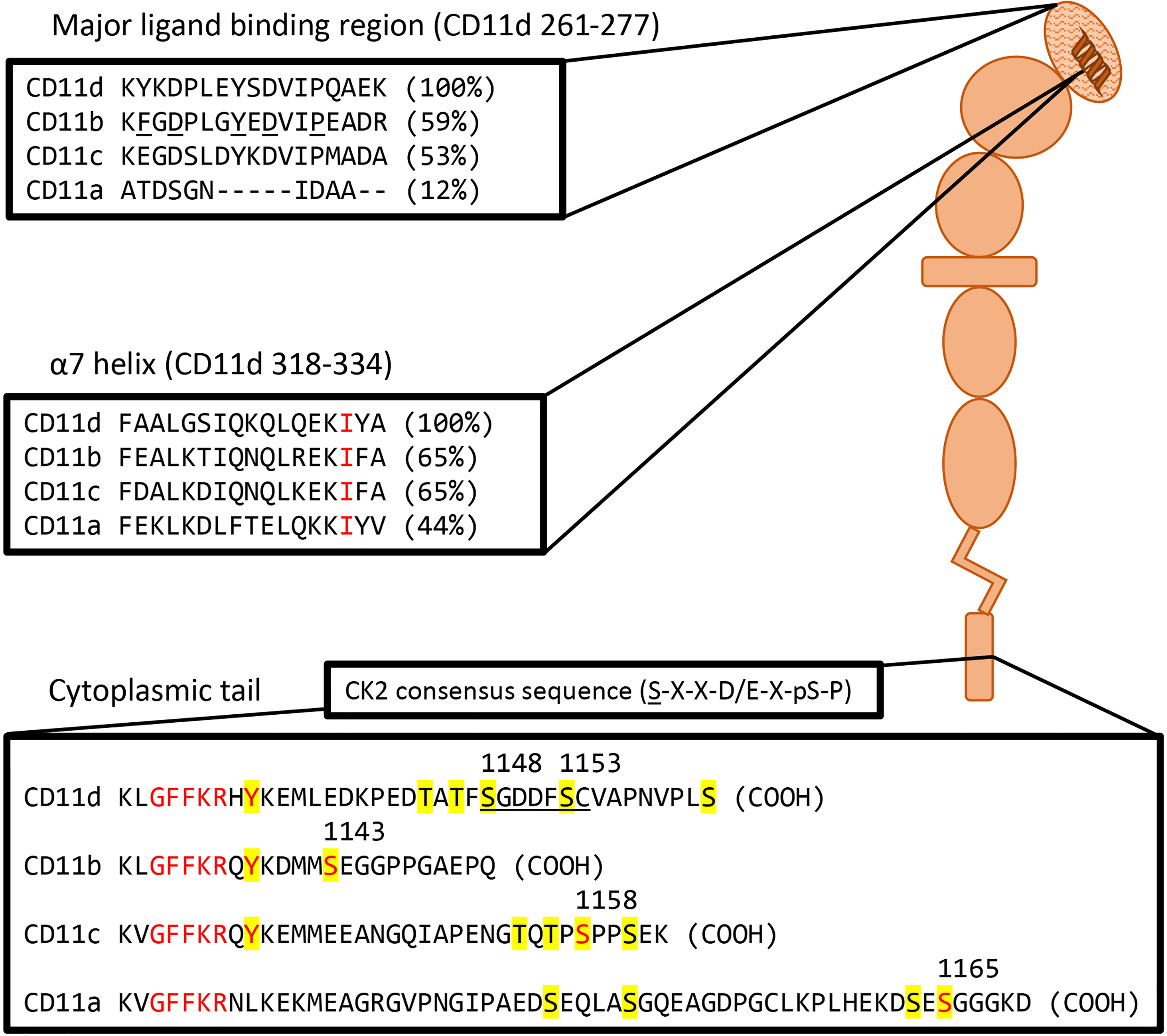 The integrin family molecule CD11