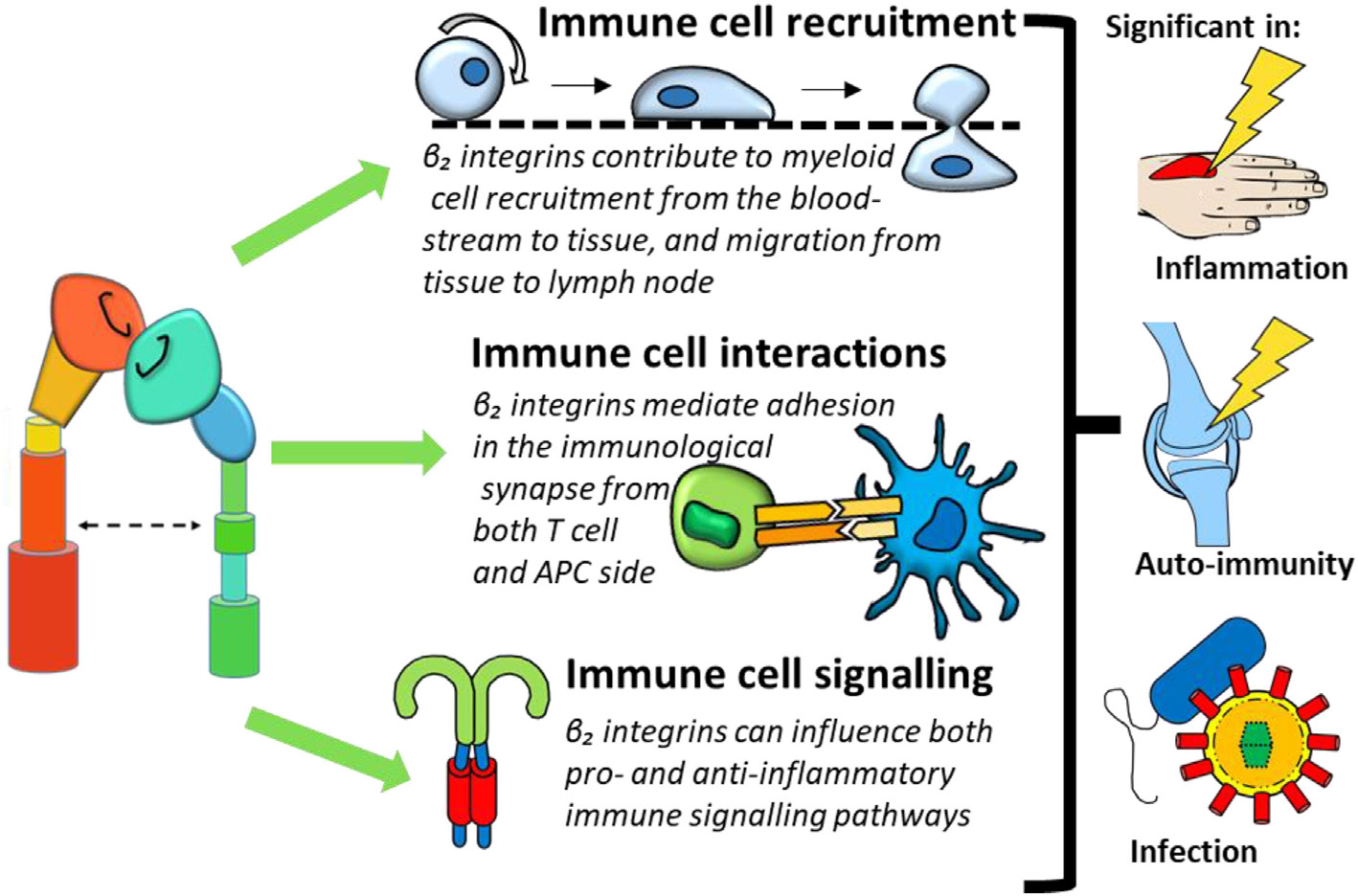 The integrin family molecule CD11