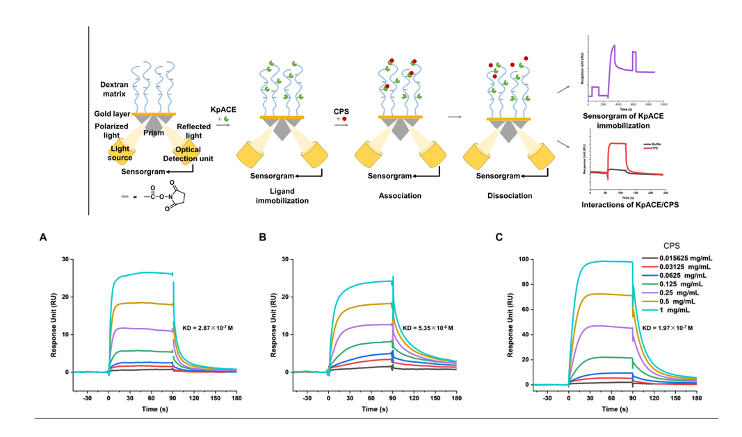 The introduction of Surface Plasmon Resonance