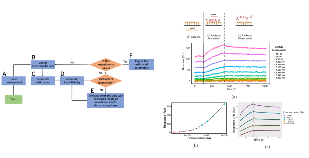 The introduction of Surface Plasmon Resonance