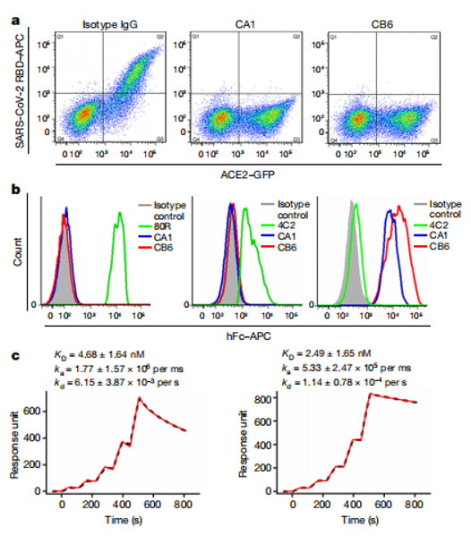 The introduction of Surface Plasmon Resonance
