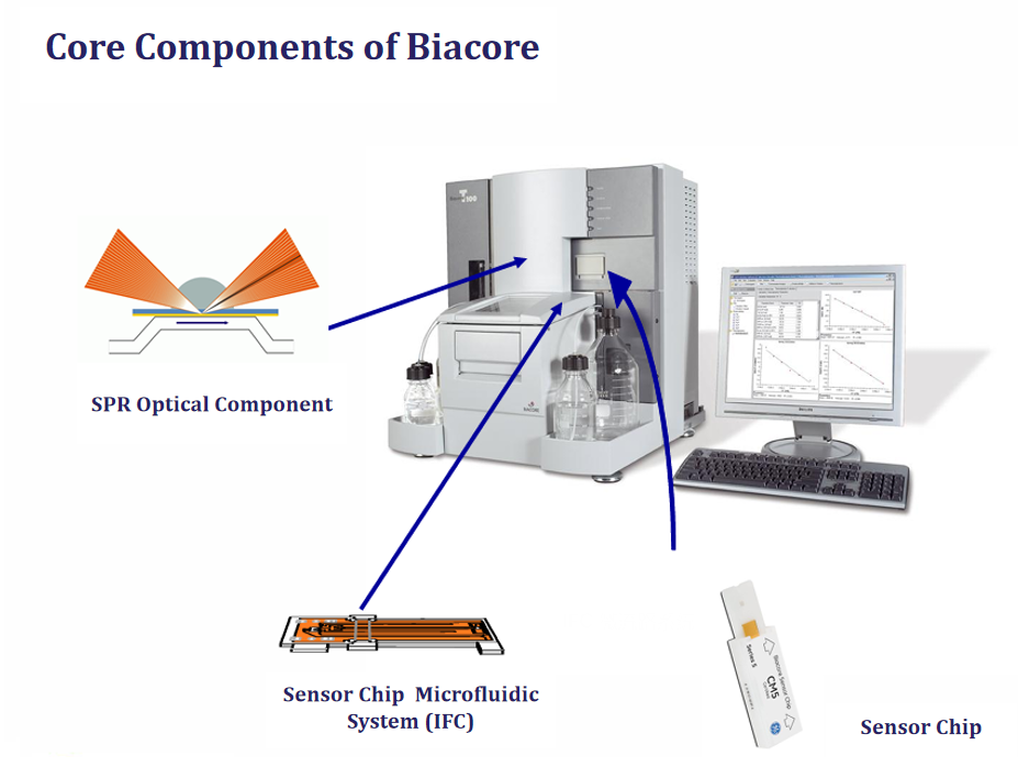 The introduction of Surface Plasmon Resonance
