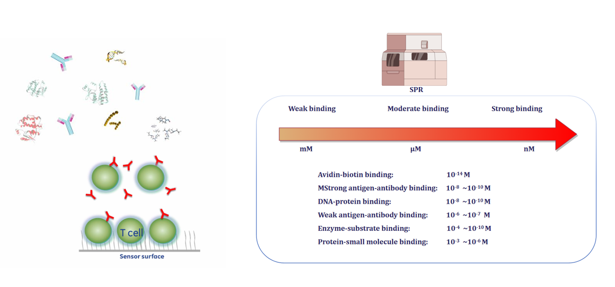 The introduction of Surface Plasmon Resonance