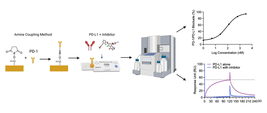 The introduction of Surface Plasmon Resonance