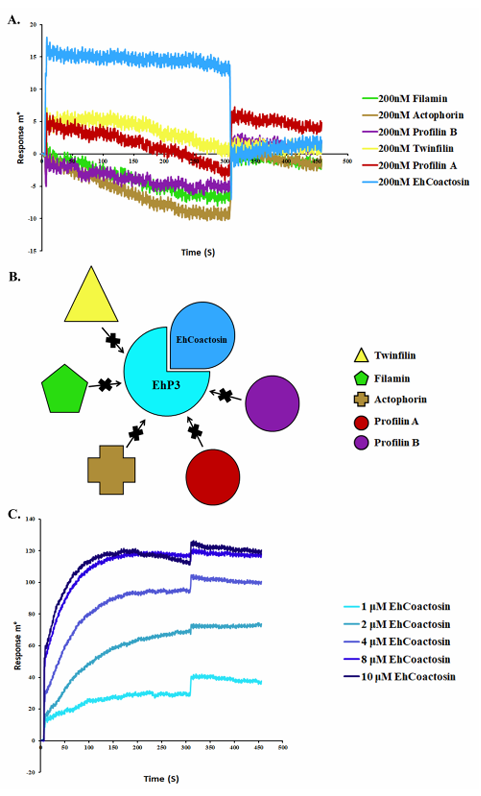 The introduction of Surface Plasmon Resonance