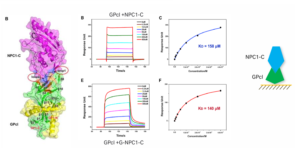 The introduction of Surface Plasmon Resonance