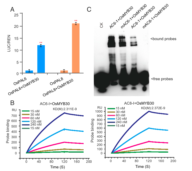 The introduction of Surface Plasmon Resonance