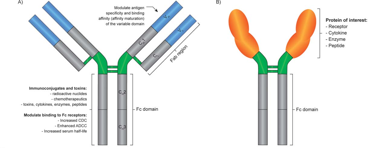 The introduction of protein tag