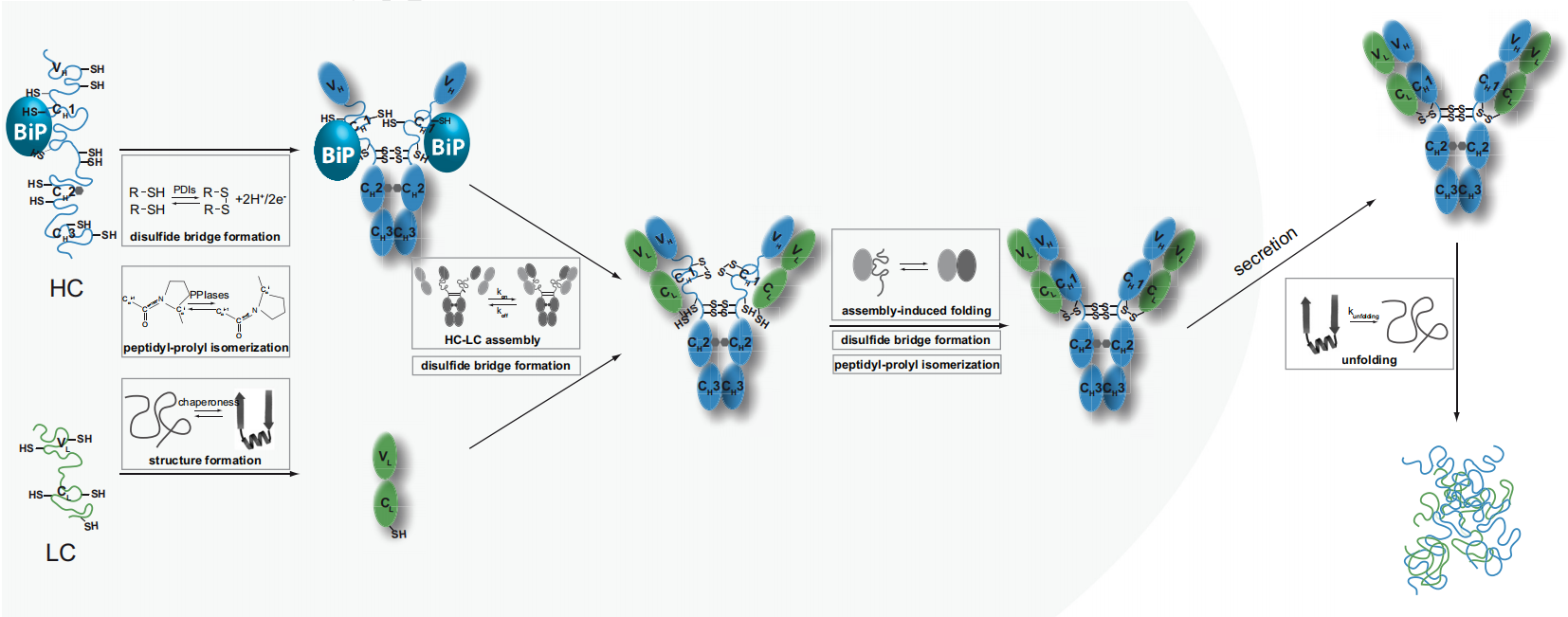 The key factors in IgG1 secretion are CH-CL pairing and VL domain integrity