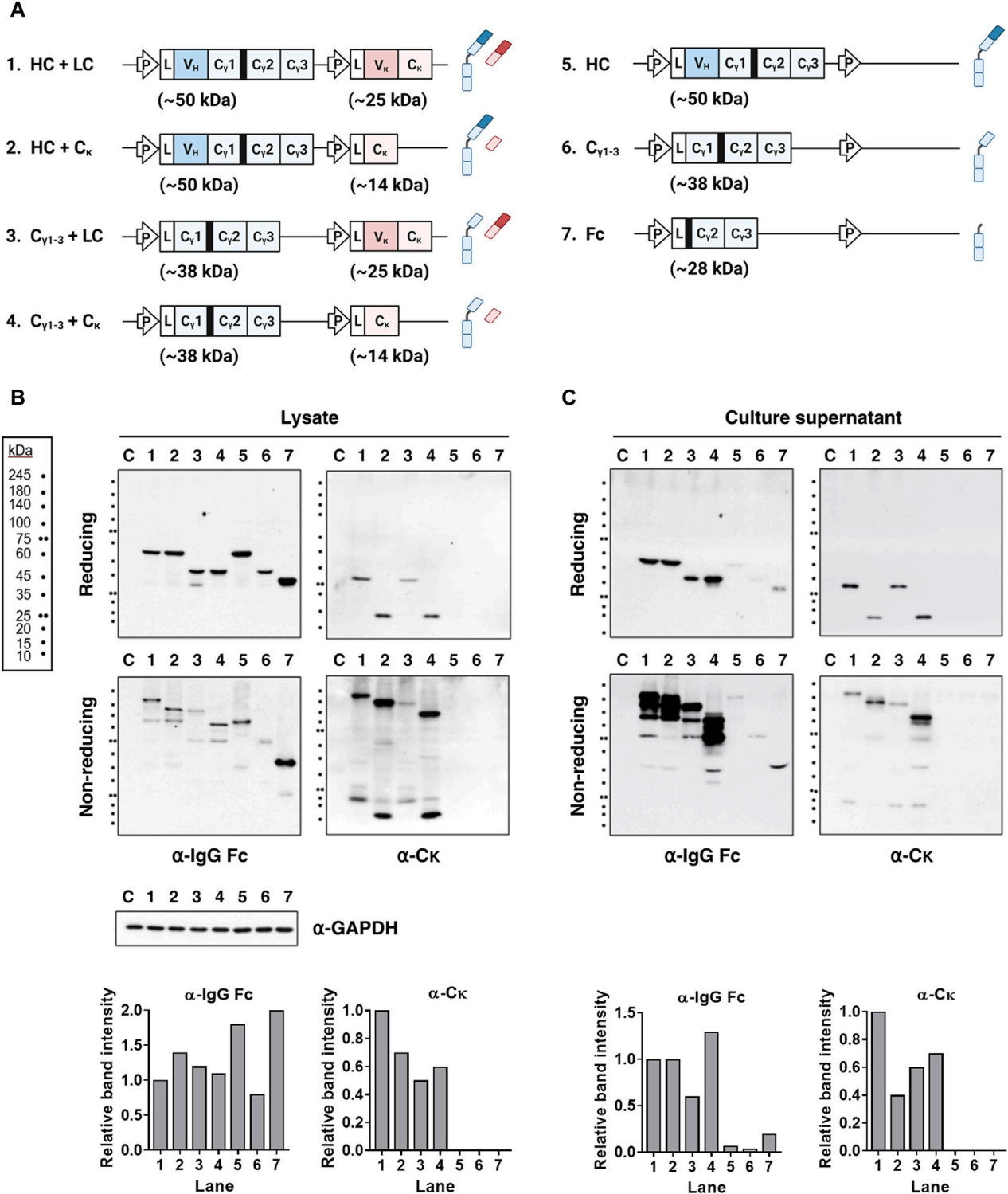 The key factors in IgG1 secretion are CH-CL pairing and VL domain integrity