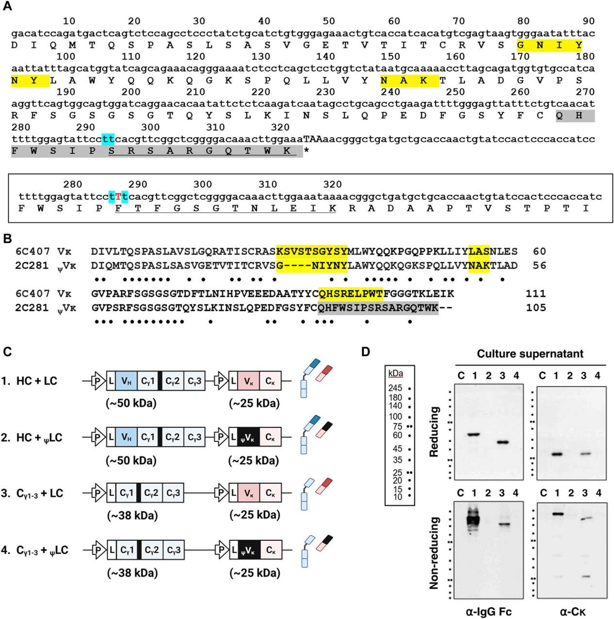The key factors in IgG1 secretion are CH-CL pairing and VL domain integrity